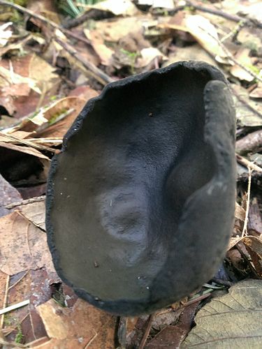 Urnula padeniana